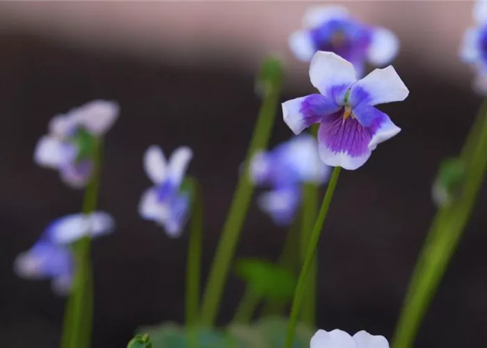 Australisches Veilchen - Einpflanzen im Garten