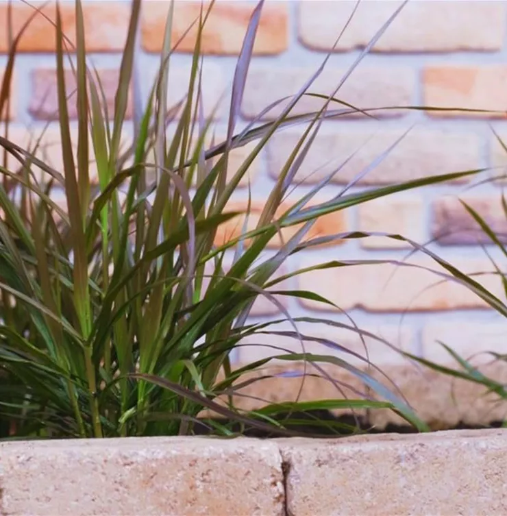 Afrikanisches Lampenputzergras - Einpflanzen im Garten Afrikanisches Lampenputzergras - Einpflanzen im Garten