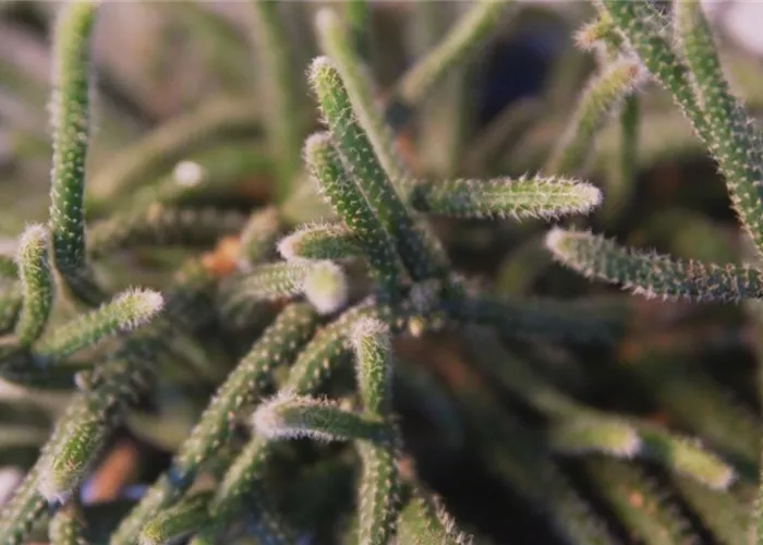 Binsenkaktus - Umtopfen