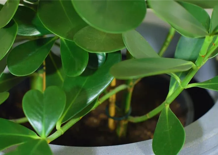 Balsamapfel - Umtopfen