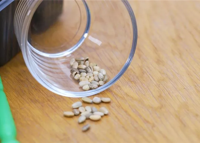 Artischocke - Aussaat