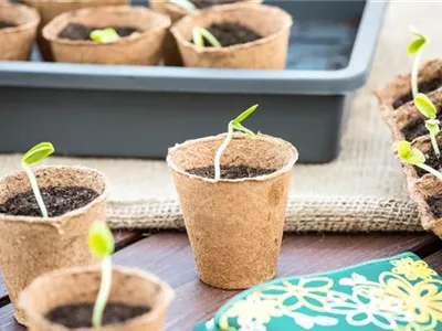 Die 5 besten Tipps für die Anzucht und Erfolg bei der Ernte