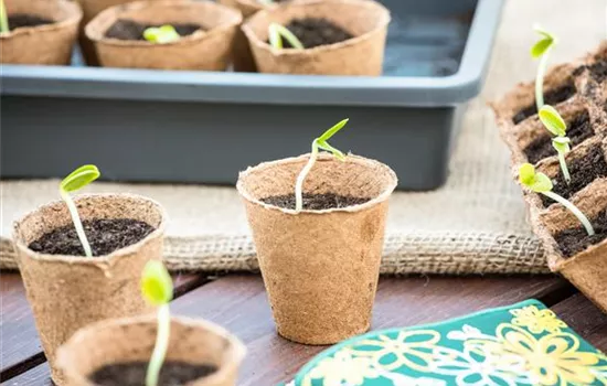 Die 5 besten Tipps für die Anzucht und Erfolg bei der Ernte Die 5 besten Tipps für die Anzucht und Erfolg bei der Ernte