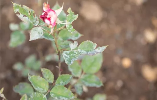 Die häufigsten Pflanzenkrankheiten erkennen und bekämpfen Die häufigsten Pflanzenkrankheiten erkennen und bekämpfen