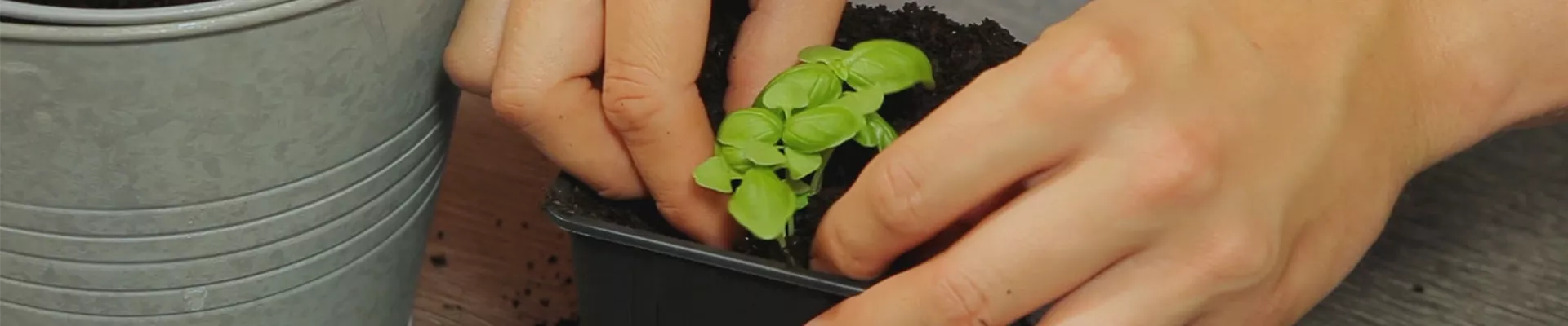 Basilikum - Umtopfen der Anzucht (thumbnail) Basilikum - Umtopfen der Anzucht (thumbnail)