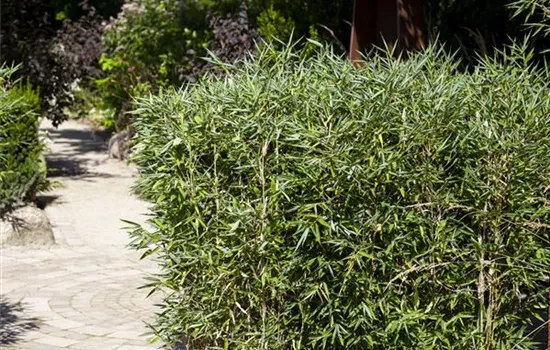 Bambus kaufen und einen Hauch Fernost genießen Bambus kaufen und einen Hauch Fernost genießen