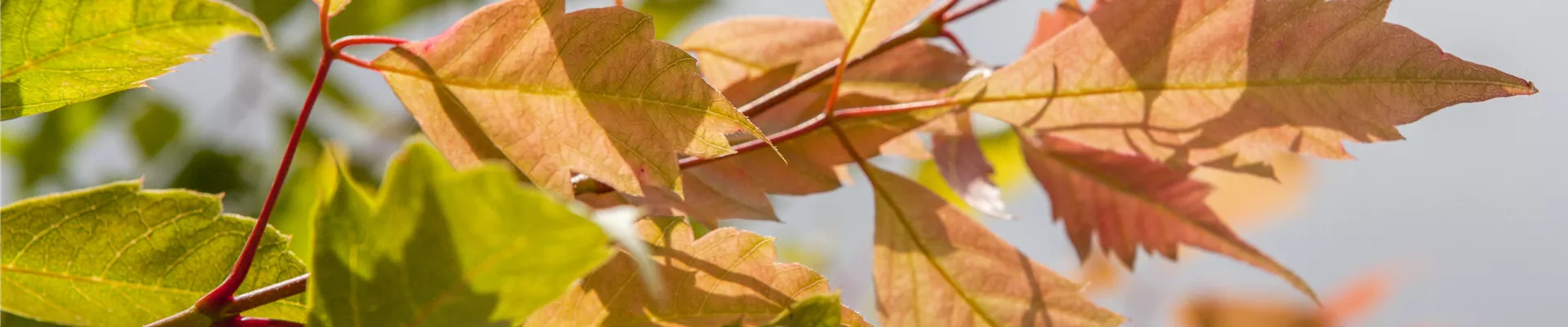 Acer Acer