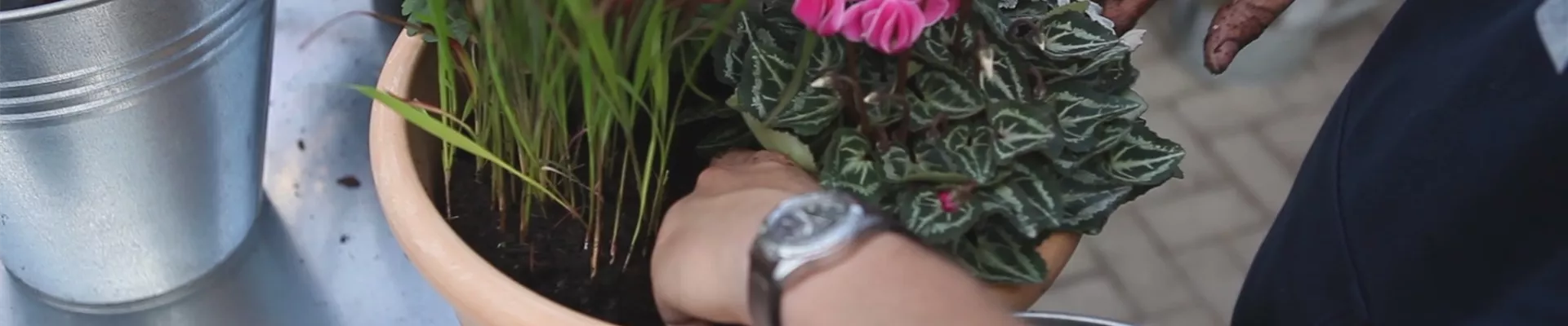 Blumenkübel - Bepflanzung für den Herbst (thumbnail) Blumenkübel - Bepflanzung für den Herbst (thumbnail)